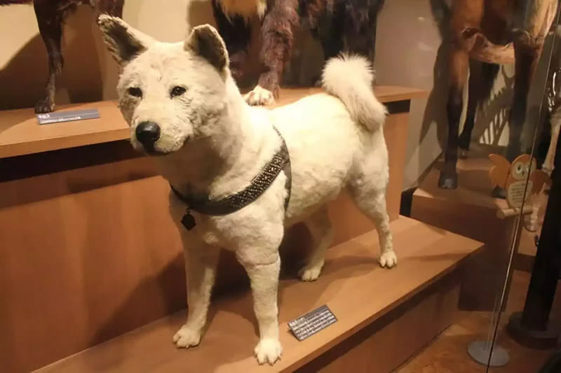 köpek hachiko müze