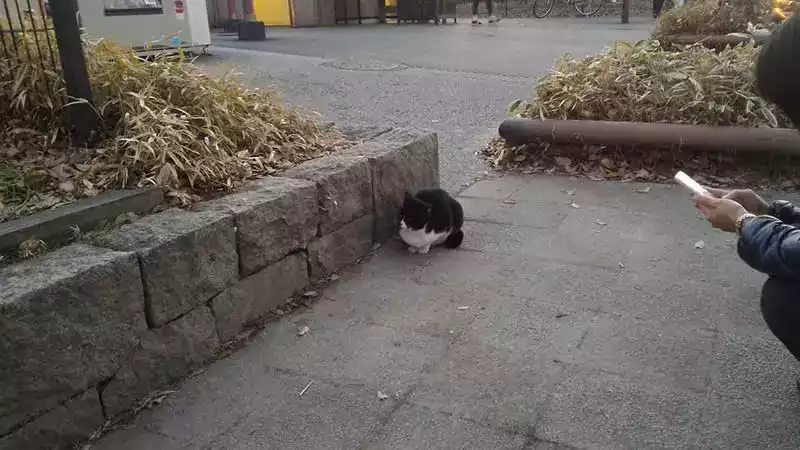 Kyoto akvaryumu kedi
